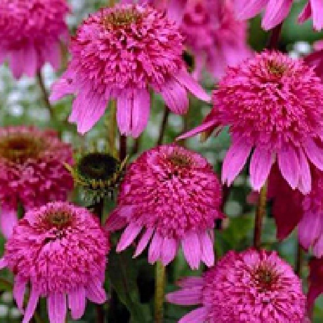 Echinacea purpurea 'Razzmatazz' Zonnehoed