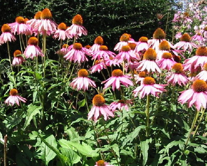 Echinacea purpurea 'Rubinstern' Zonnehoed