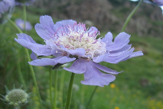 Scabiosa caucasica 'Perfecta' Schurftkruid, Duifkruid