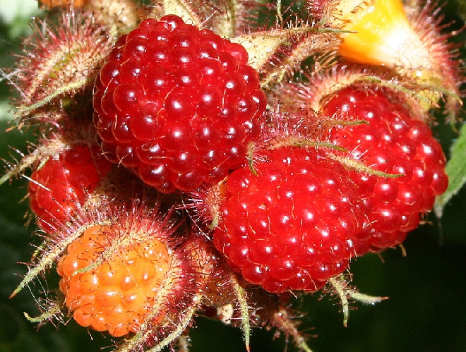 Rubus phoenicolasius Japanse Wijnbes