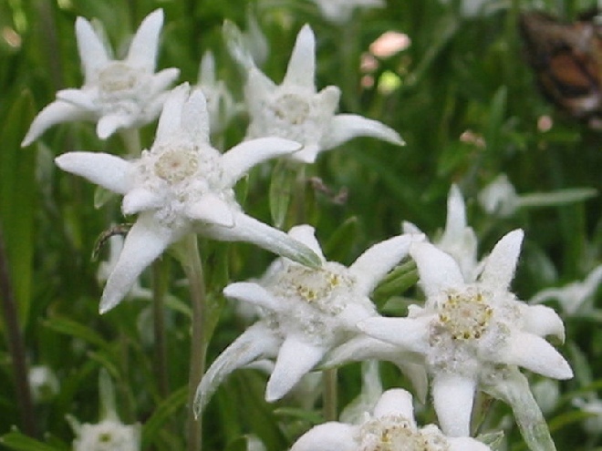 Leontopodium alpinum Edelweiss
