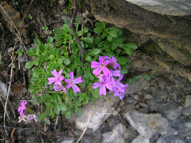 Erinus alpinus Alpenleverbalsem