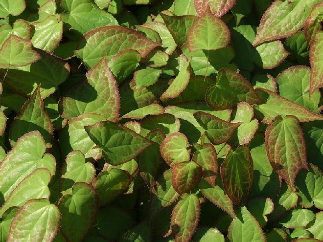 Epimedium grandiflorum Elfenbloem