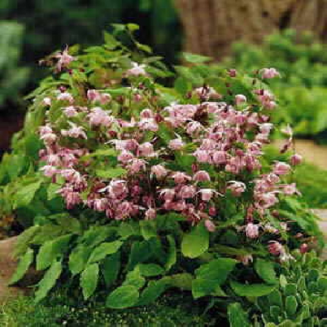 Epimedium grandiflorum 'Rose Queen' Elfenbloem