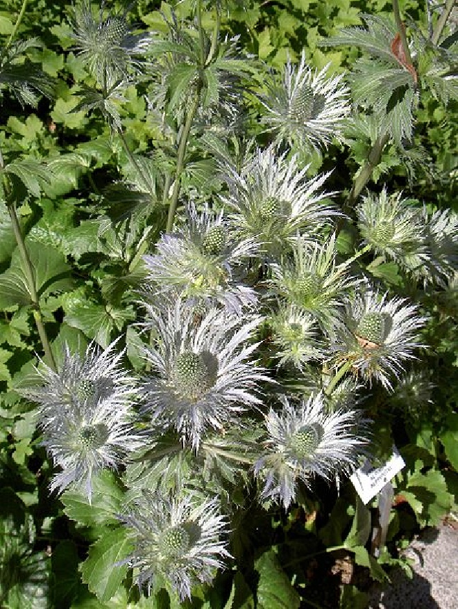 Eryngium alpinum Kruisdistel, Blauwe Distel