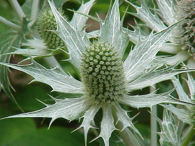 Eryngium giganteum Kruisdistel, Blauwe Distel