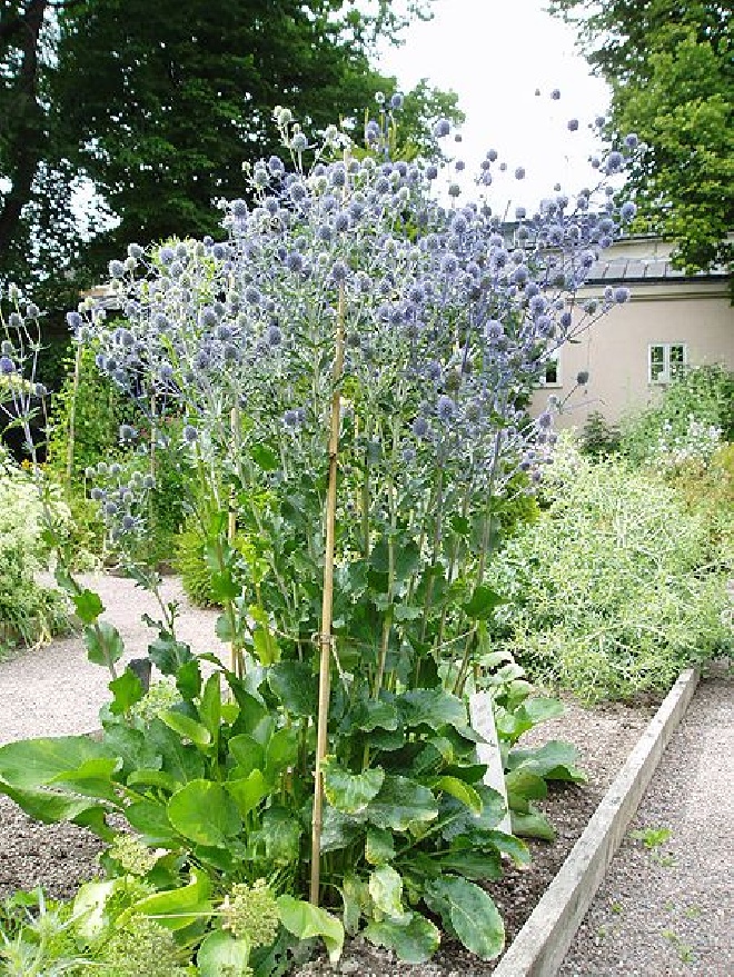 Eryngium planum Kruisdistel, Blauwe Distel