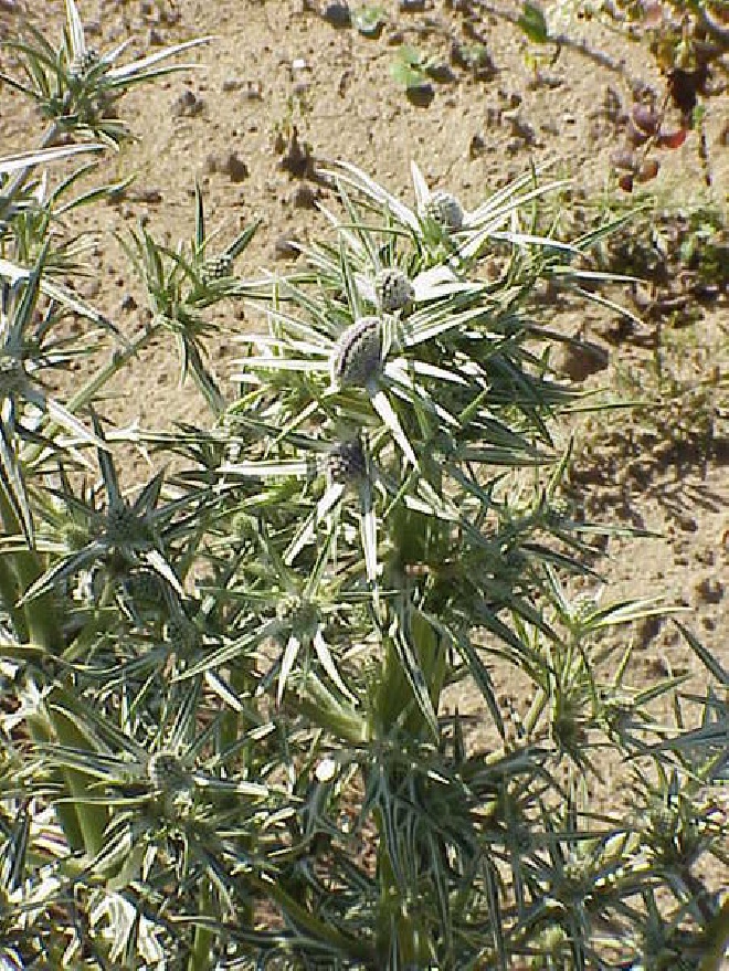 Eryngium variifolium Kruisdistel, Blauwe Distel