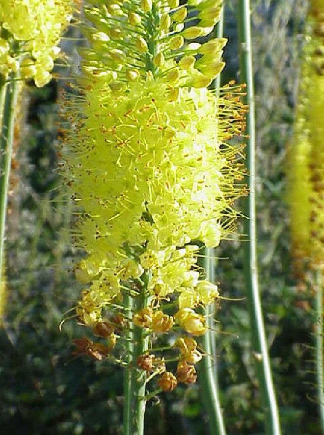 Eremurus stenophyllus (syn. Eremerus bungei) Naald van Cleopatra