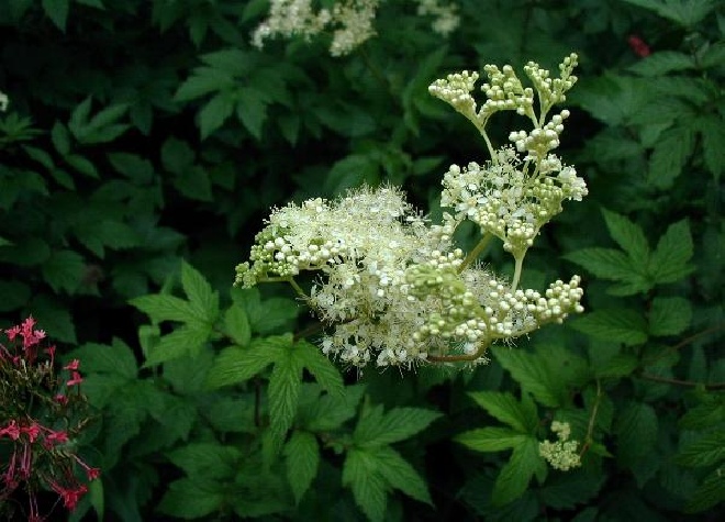 Filipendula ulmaria Knolspiraea, Moerasspiraea