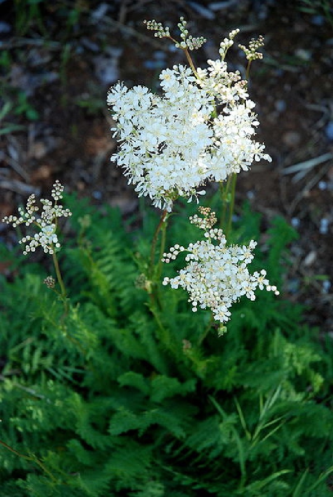 Filipendula vulgaris 'Multiplex' (syn. F. hexapetala 'Plena') Knolspirea