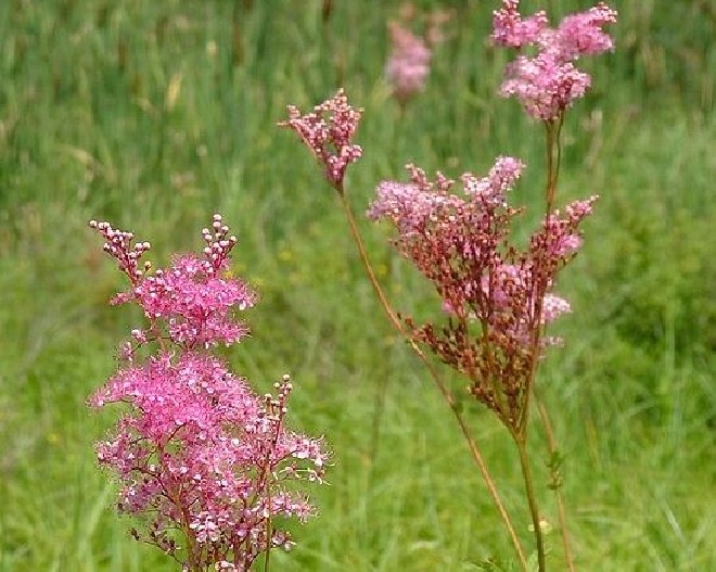 Filipendula rubra 'Venusta' Knolspirea