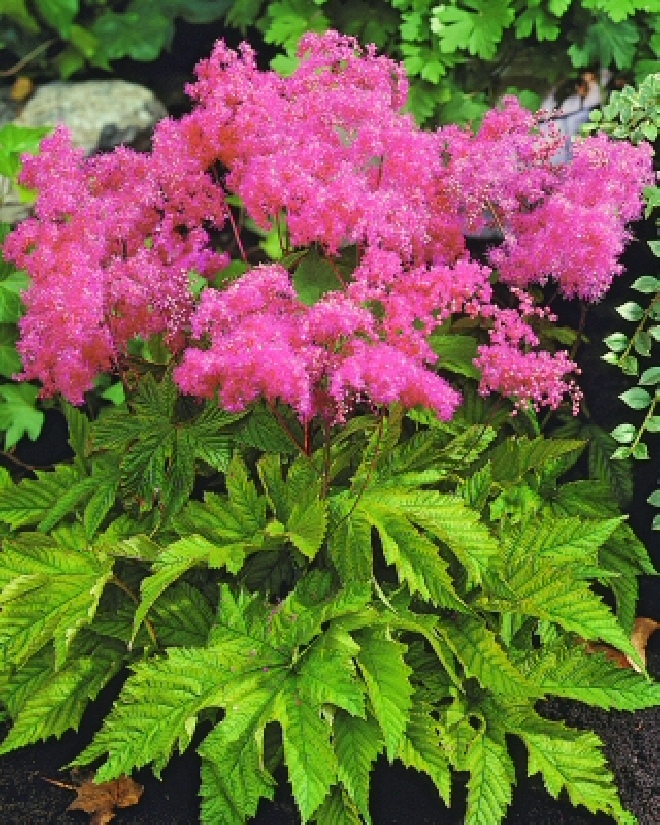 Filipendula purpurea Knolspirea