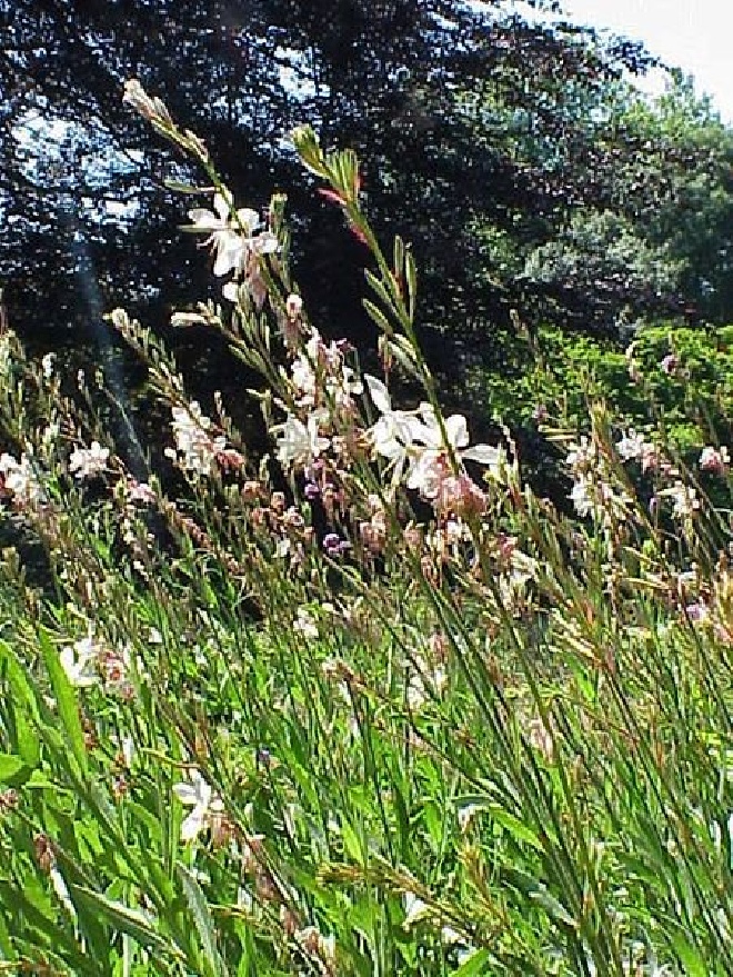 Gaura lindheimeri Prachtkaars