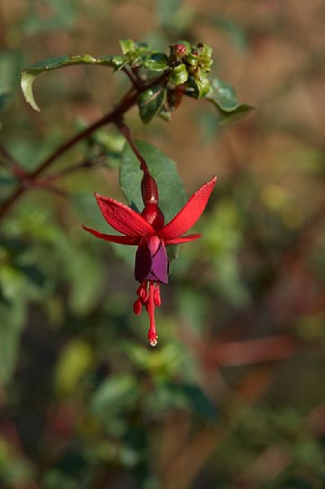Fuchsia 'Riccartonii' Fuchsia, Bellenplant