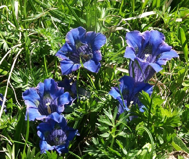Gentiana acaulis Gentiaan