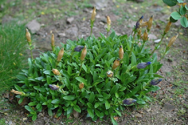 Gentiana sino-ornata Herfstgentiaan