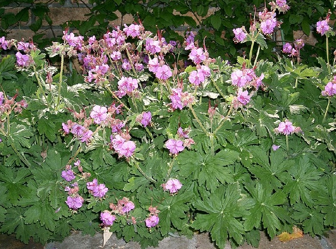 Geranium macrorrhizum 'Bevan's Variety' Ooievaarsbek