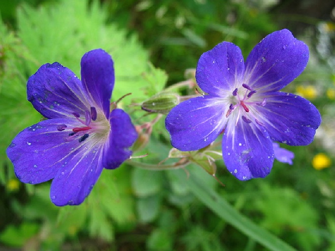 Geranium pratense BeemdOoievaarsbek
