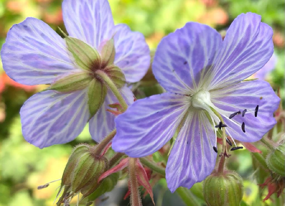 Geranium pratense 'Mrs Kendall Clark' BeemdOoievaarsbek