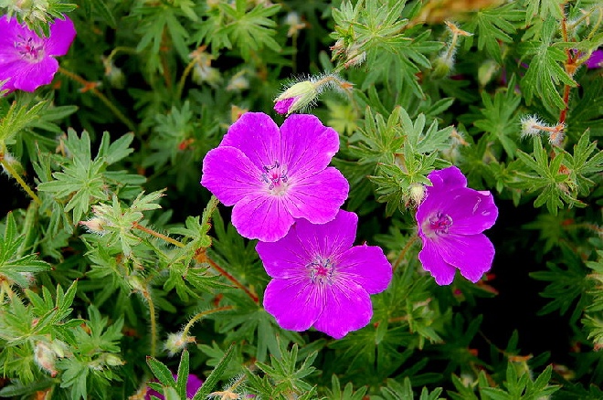 Geranium sanguineum Bloedrode ooievaarsbek