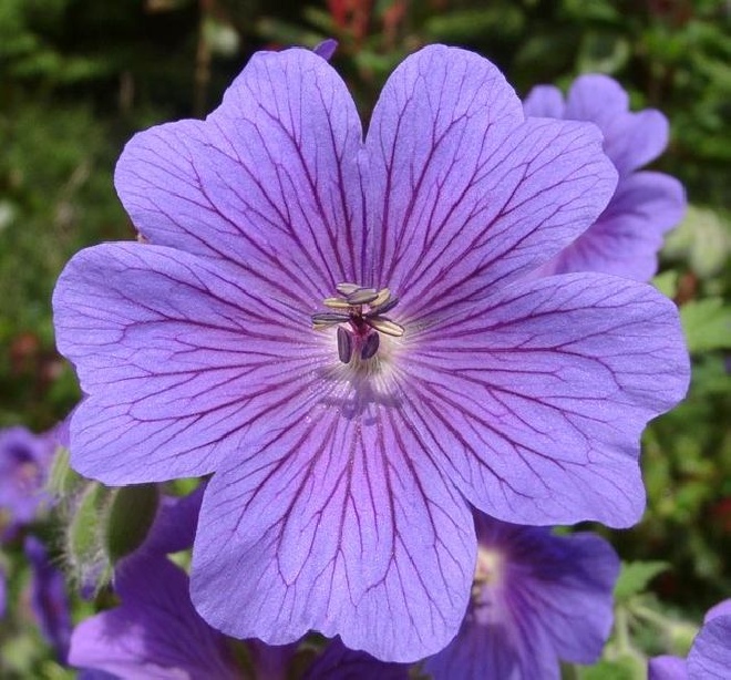 Geranium magnificum Ooievaarsbek