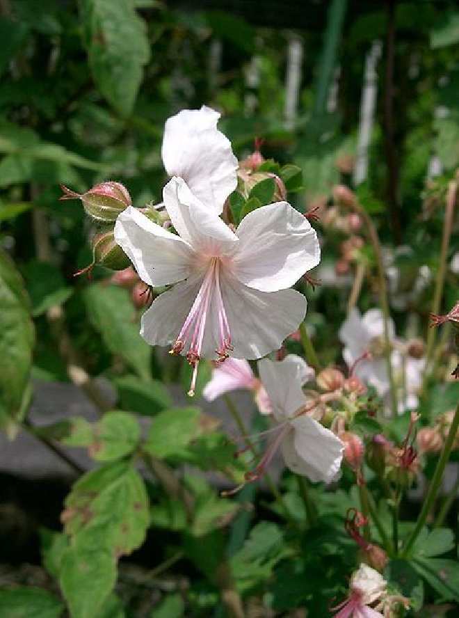 Geranium cantabrigiense 'Cambridge' Ooievaarsbek