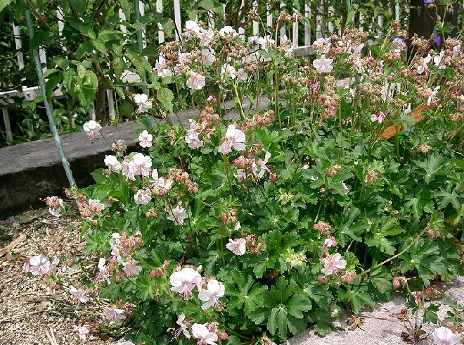 Geranium cantabrigiense 'Karmina' Ooievaarsbek