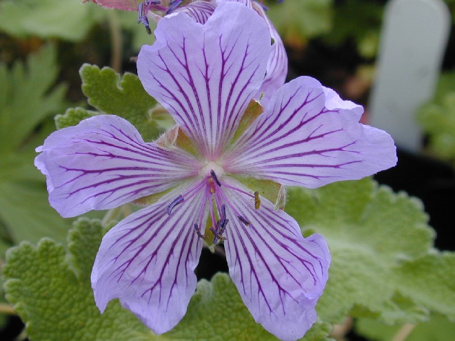 Geranium renardii 'Tcschelda' Ooievaarsbek