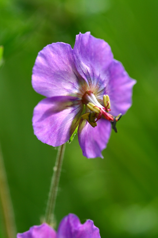 Geranium phaeum 'Lily Lovell' Ooievarsbek