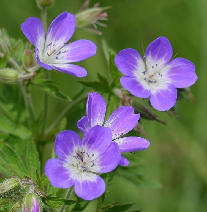 Geranium sylvaticum 'Amy Doncaster' Ooievaarsbek