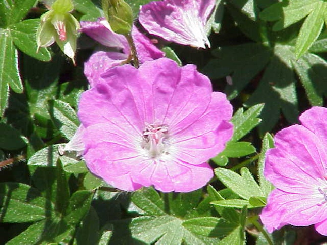 Geranium sanguineum 'Ankum's Pride'. Ooievaarsbek