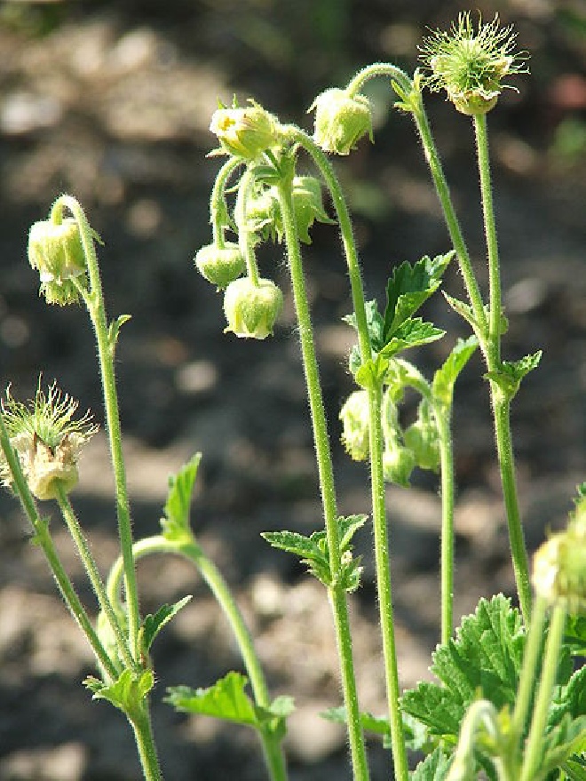 Geum 'Bulgaricum' Nagelkruid