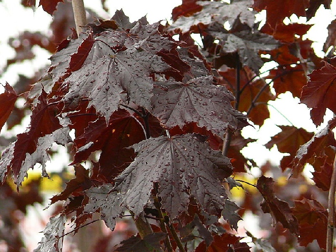 Acer platanoides 'Royal Red' Roodbladige Noorse Esdoorn
