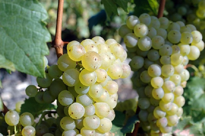 Vitis 'Sukribe' Witte Druif