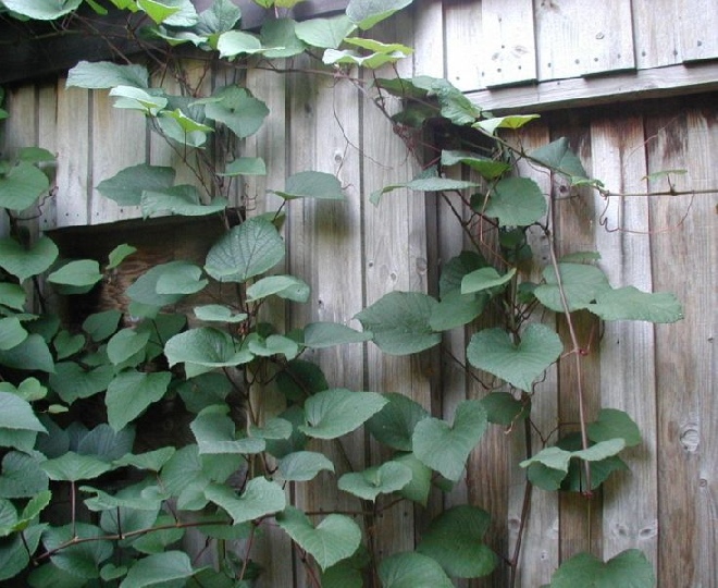 Vitis coignetiae Sierdruif