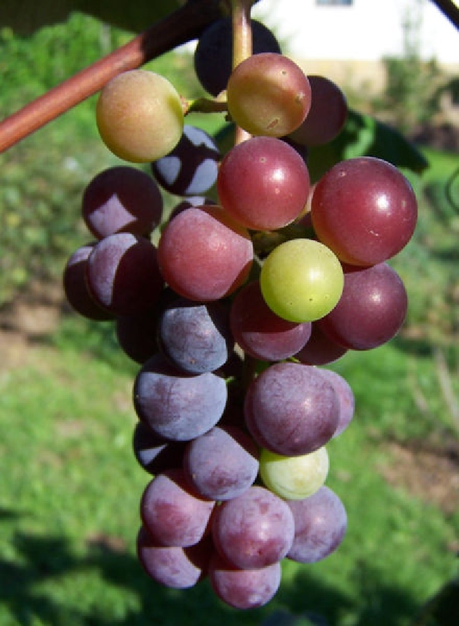 Vitis vinifera 'Purpurea' Sierdruif