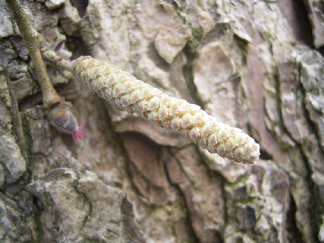 Corylus colurna Boomhazelaar, Turkse Hazelaar