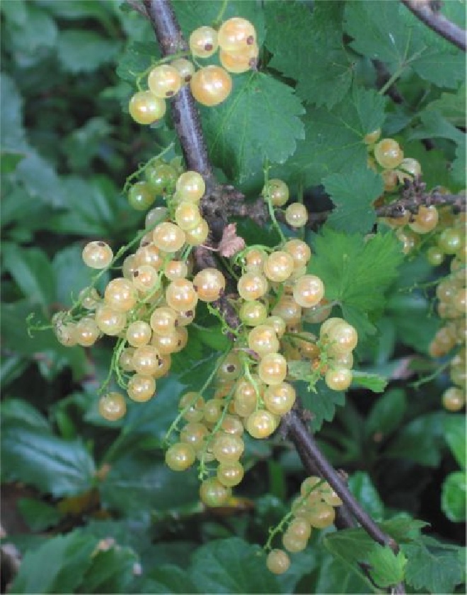 Ribes rubrum 'Albatros' Witte bes, Aalbes