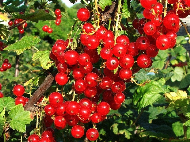 Ribes rubrum 'Augustus' Rode bes, Aalbes