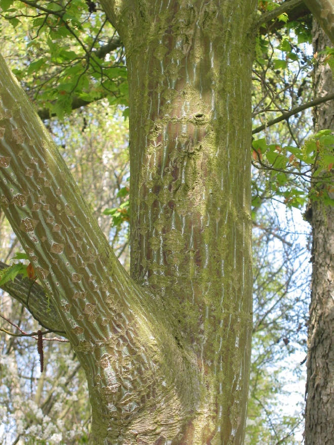 Acer capillipes Slangehuid Esdoorn
