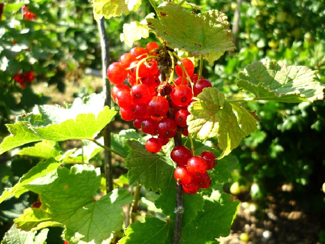 Ribes rubrum 'Red Lake' Rode bes, Aalbes