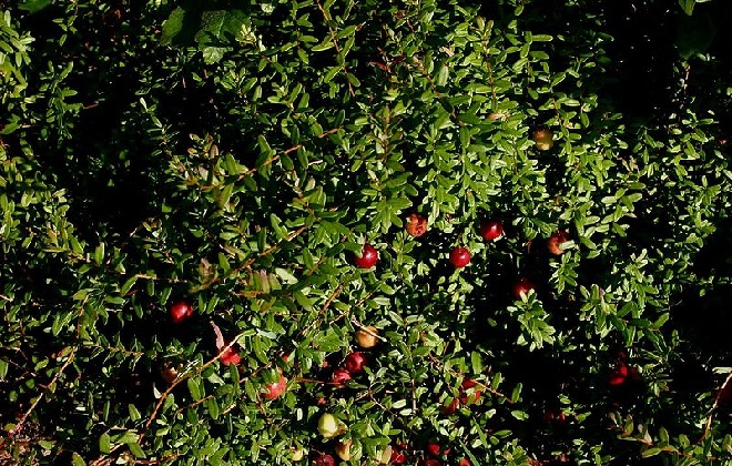 Vaccinium macrocarpon 'Early Black' Cranberry, Amerikaanse Veenbes