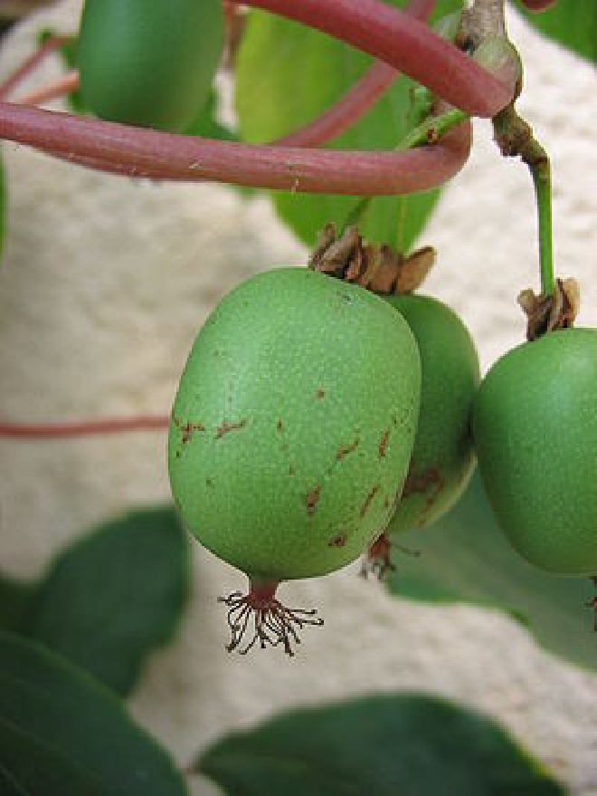 Actinidia arguta 'Issai' Zelfbestuivende Minikiwi