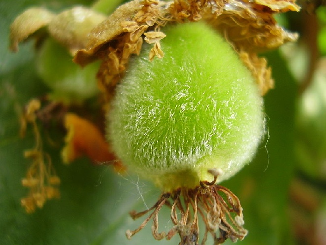 Actinidia deliciosa 'Solo' Zelfbestuivende Kiwi