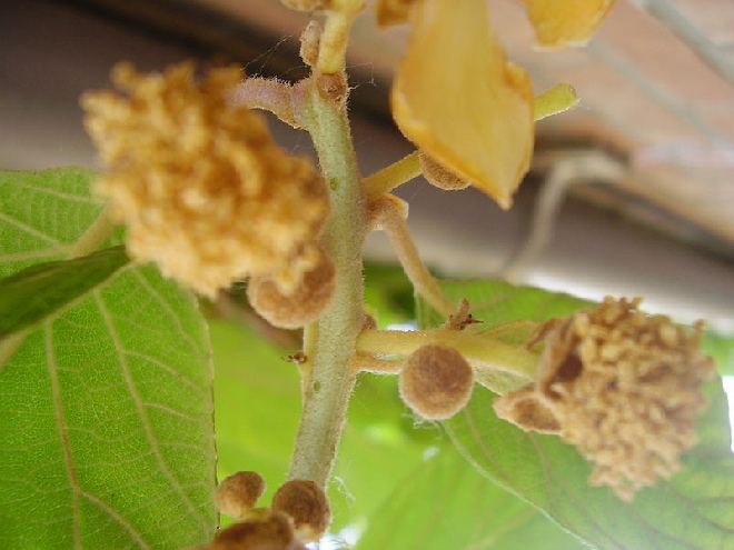 Actinidia deliciosa 'Hayward' Vrouwelijk Kiwiras