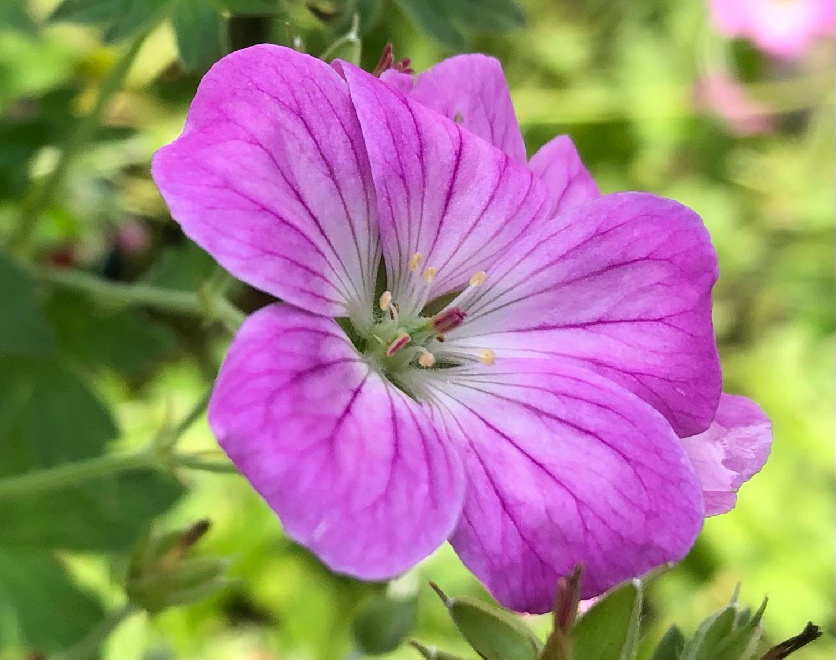 Geranium riversleaianum 'Mavis Simpson' Ooievaarsbek