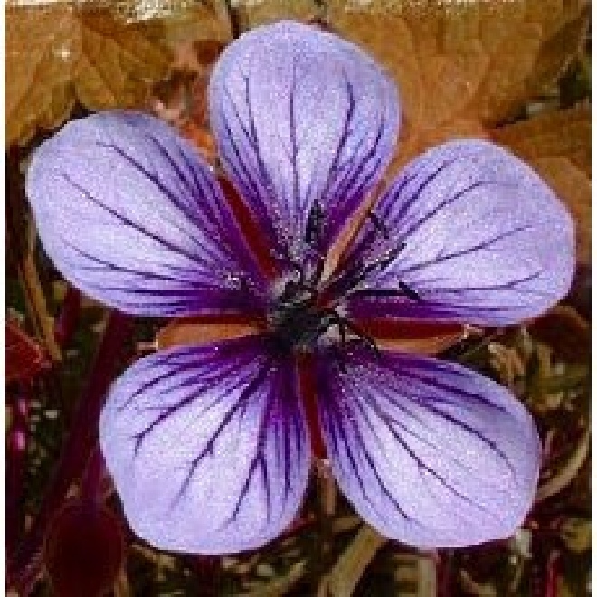 Geranium 'Salomé' Ooievaarsbek