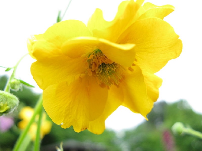 Geum chiloense 'Lady Stratheden' Nagelkruid