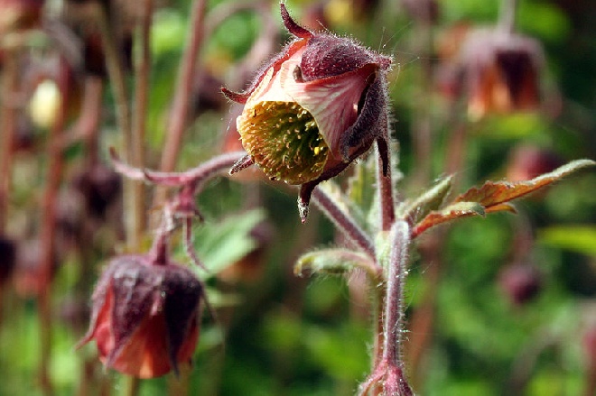 Geum rivale 'Leonard's Variety' Nagelkruid